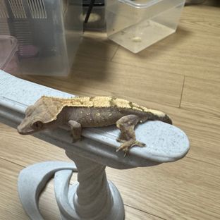 세이블