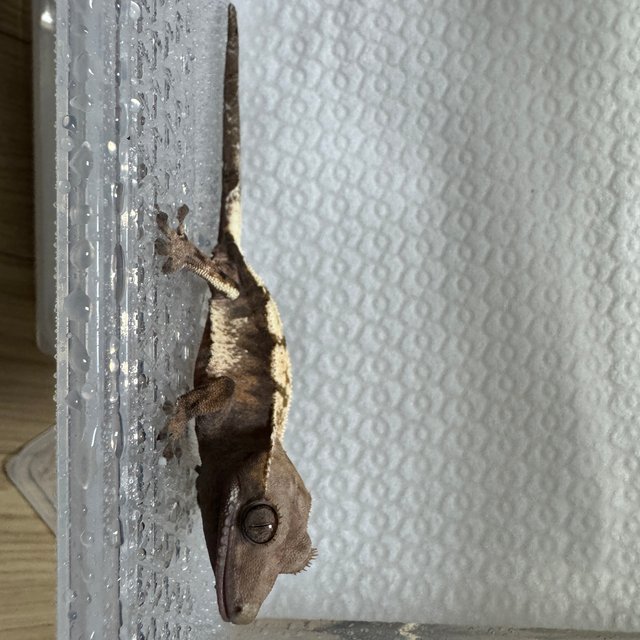 100%헷아잔틱 세이블