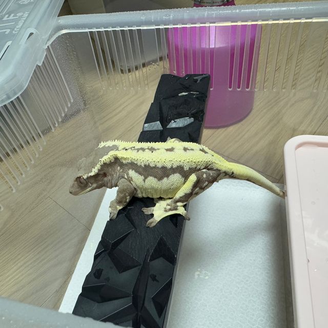 프라푸치노