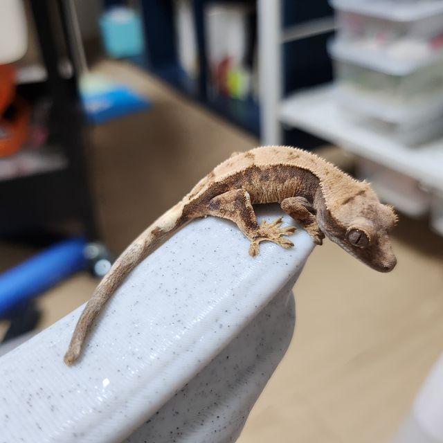 세이블