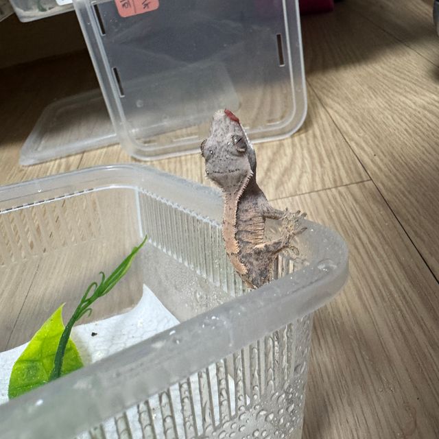 세이블