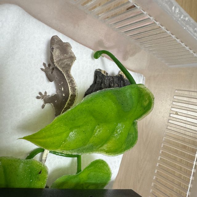 아잔틱