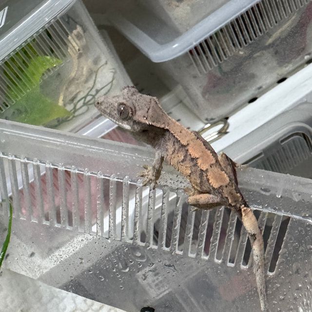 세이블