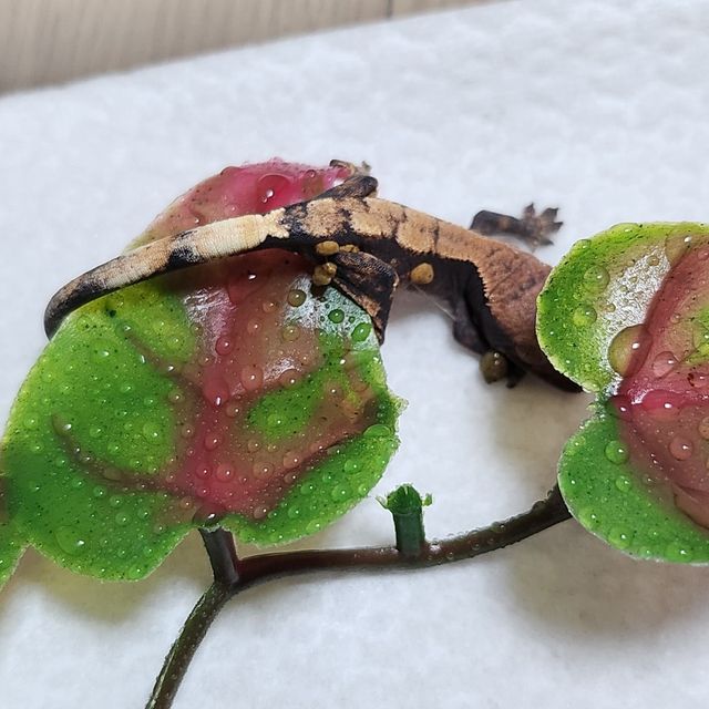 세이블