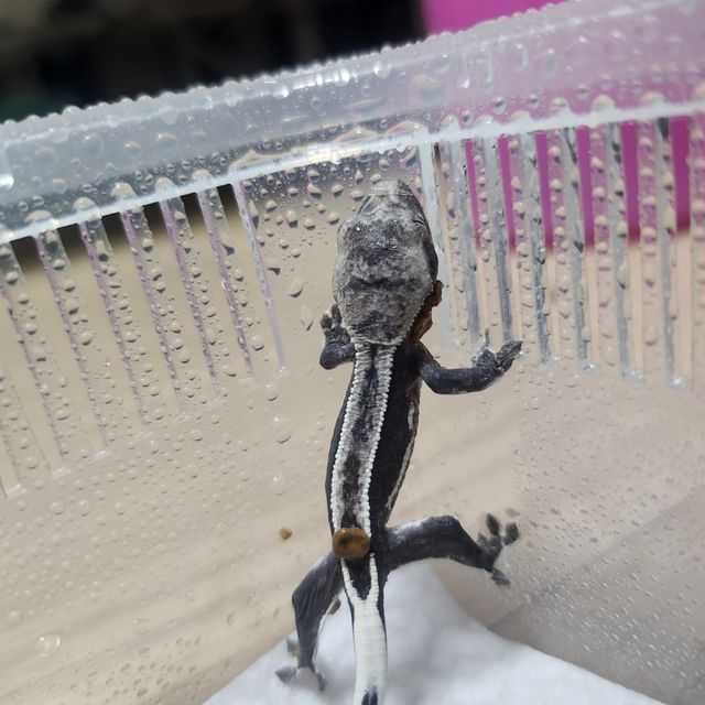 아잔틱