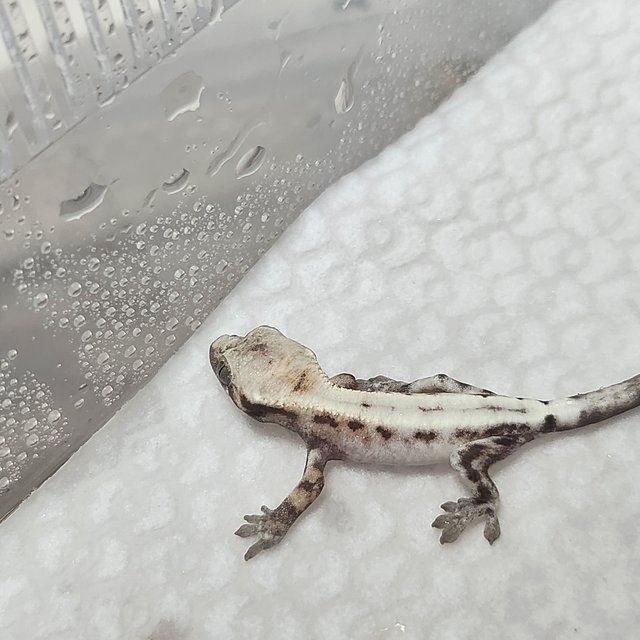 슈퍼세이블 릴리