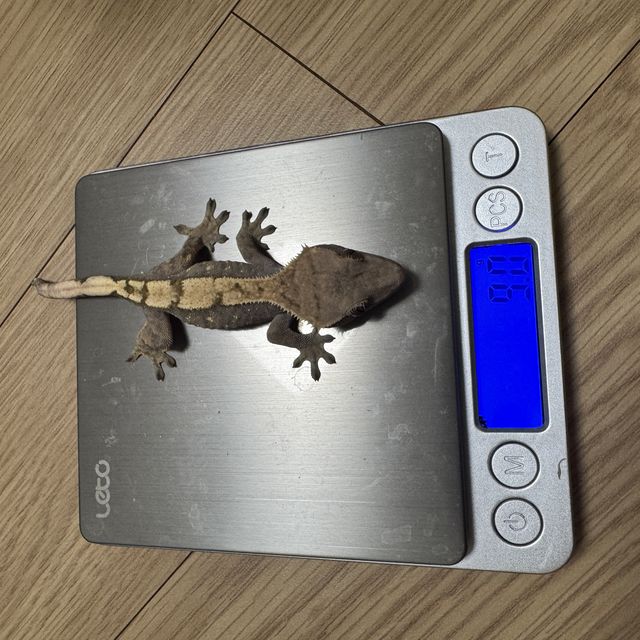 세이블
