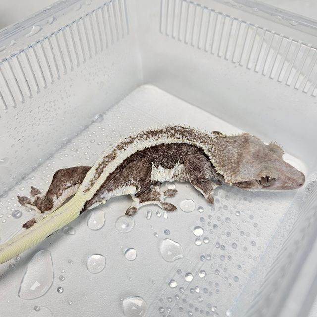 릴잔틱