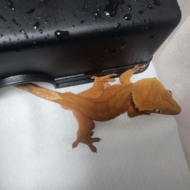 레드 바이