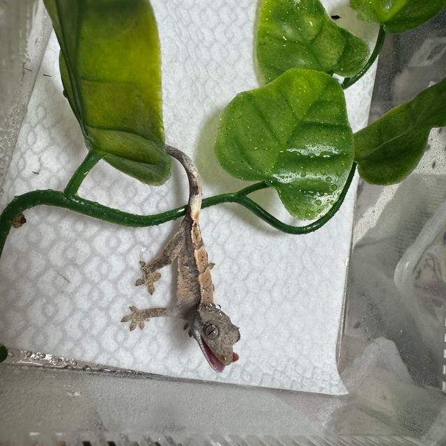세이블