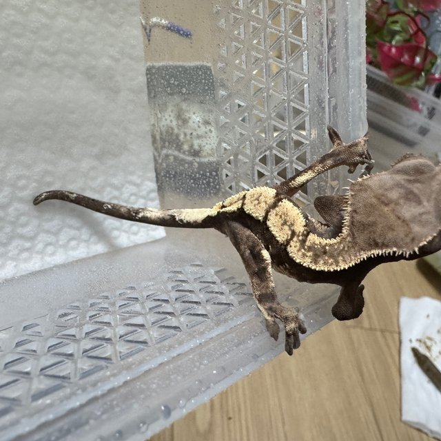 100%헷아잔틱 세이블