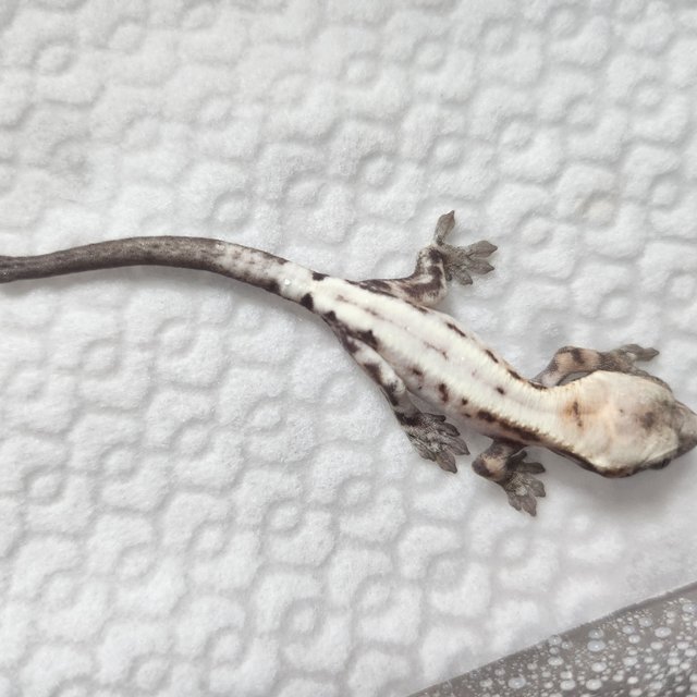 슈퍼세이블 릴리