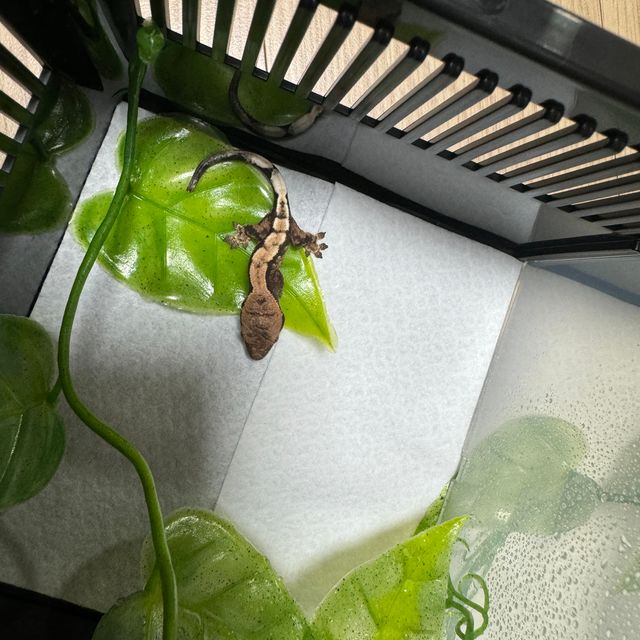 세이블