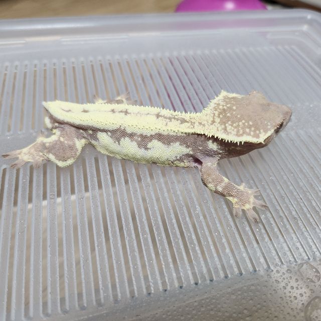 릴리 세이블