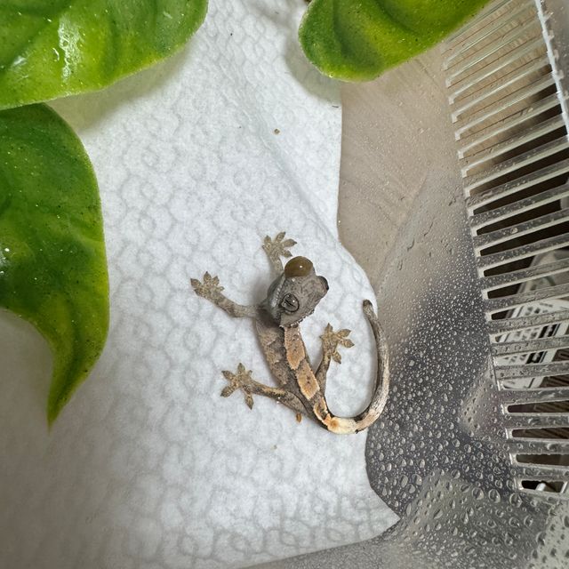 세이블