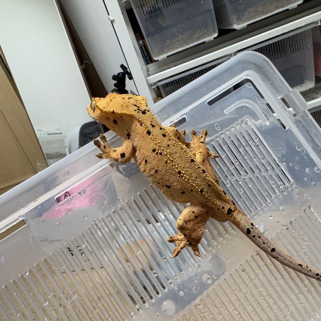 달마시안
