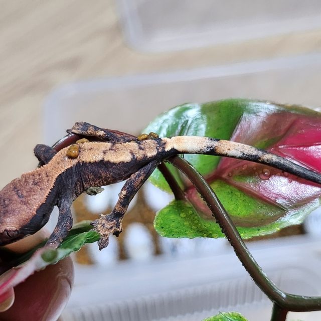 세이블