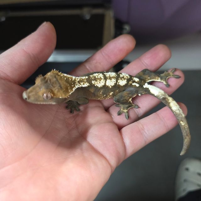 세이블