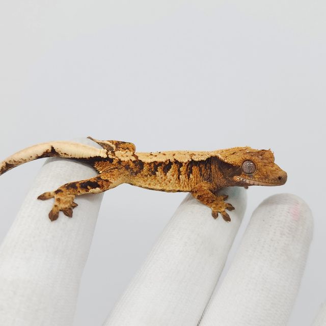 트라이