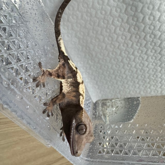 100%헷아잔틱 세이블