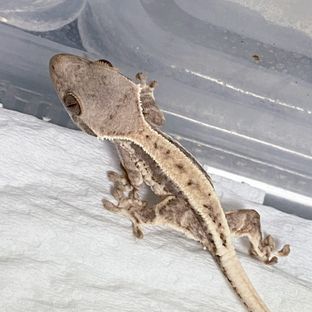 라푸