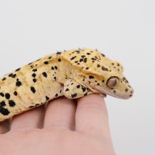 레몬이