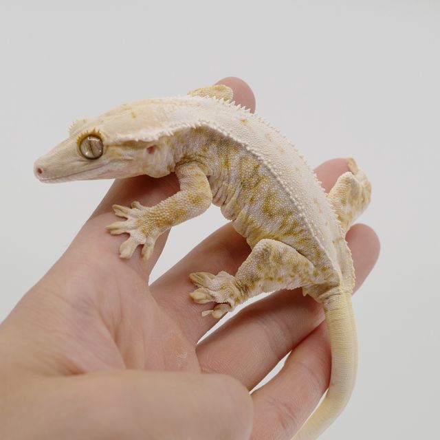 릴리화이트 트라이