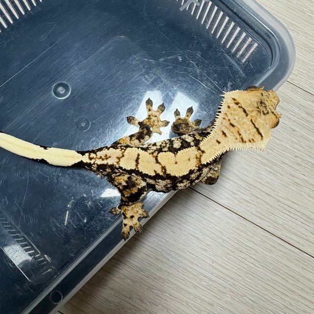 트라이 익스트림할리퀸