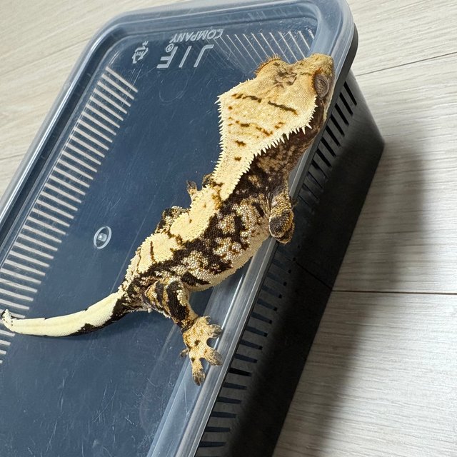 트라이 익스트림할리퀸