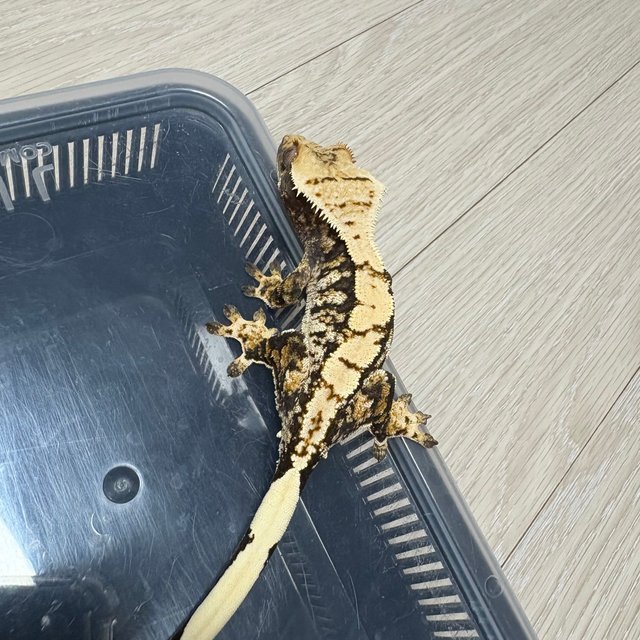 트라이 익스트림할리퀸