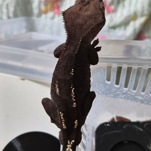 아잔틱