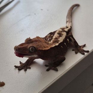 100%헷아잔틱 세이블