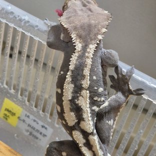 100%헷아잔틱 세이블