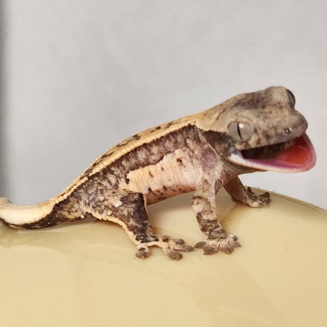 노멀 쿼드 핀스트라이프 화이트스팟