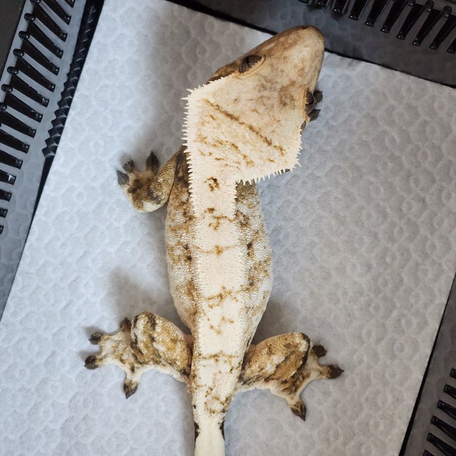 노멀 트라이 드리피 화이트크라운 화이트스팟