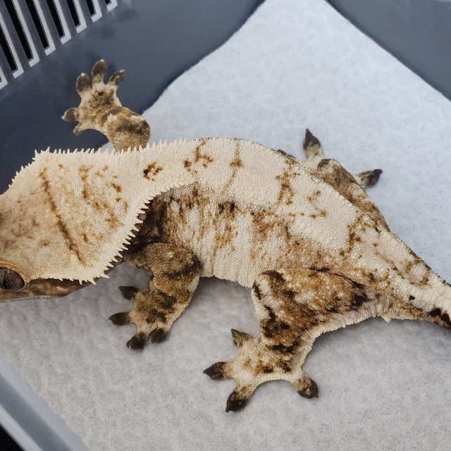 노멀 트라이 드리피 화이트크라운 화이트스팟