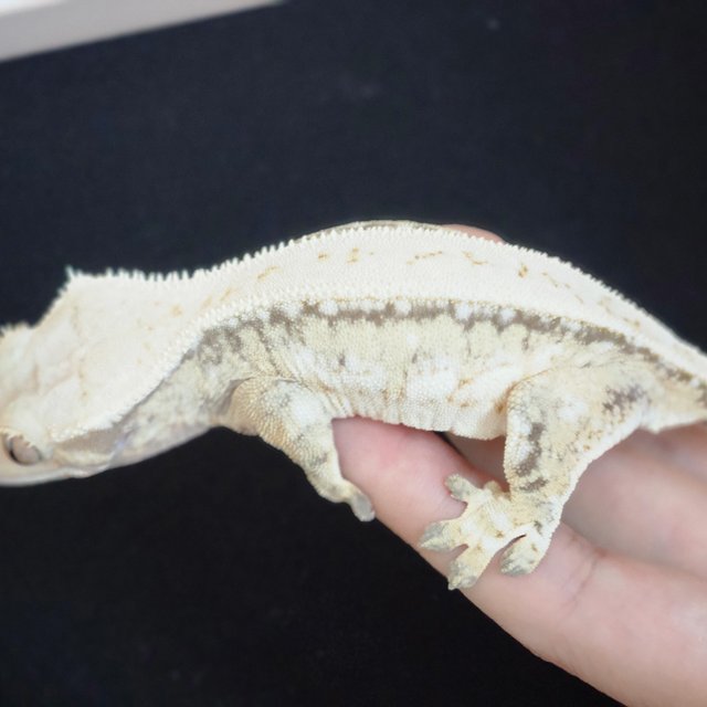 노멀 풀핀 드리피 화이트스팟