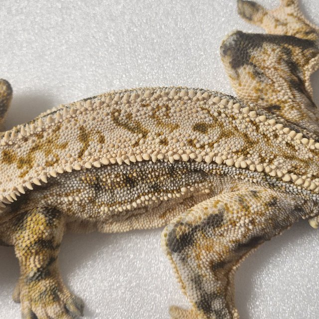 노멀 드리피 화이트핀 쿼드 풀핀 핀스트라이프