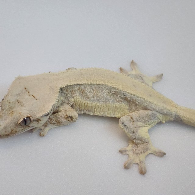 릴리화이트 100%헷초초