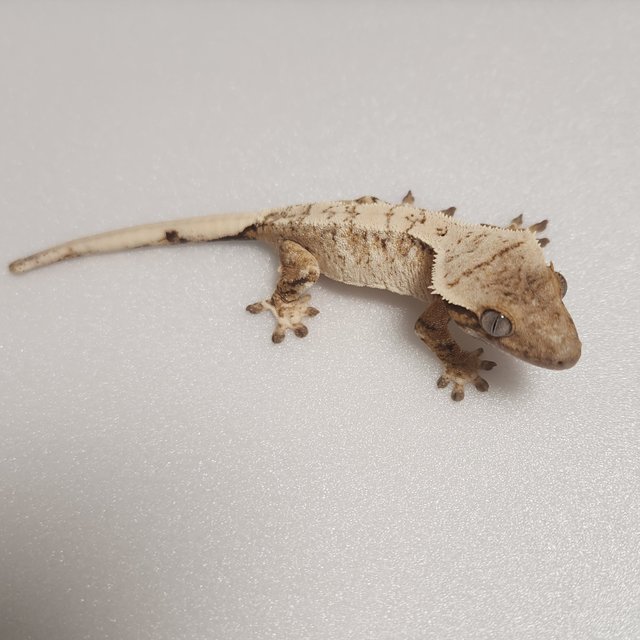 노멀 트라이 화이트스팟