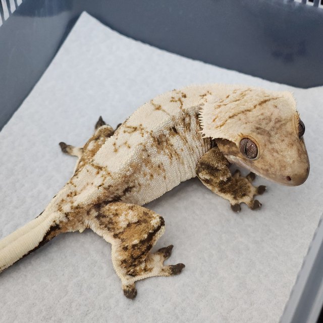 노멀 트라이 드리피 화이트크라운 화이트스팟