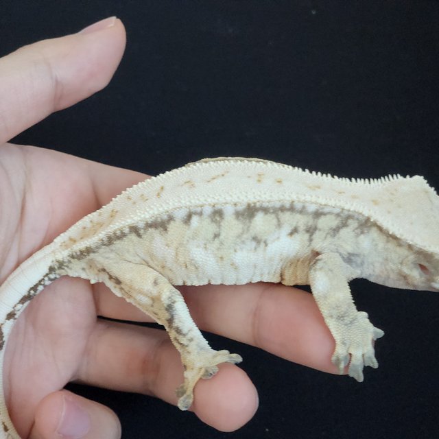 노멀 풀핀 드리피 화이트스팟