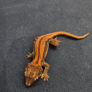 레드 스트라이프