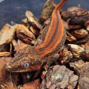 레드 스트라이프