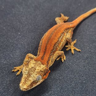 레드 스트라이프