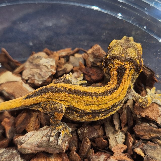 옐로우 스트라이프