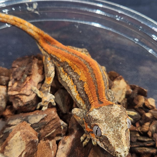 레드 오렌지 스트라이프