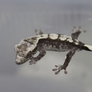 아잔틱