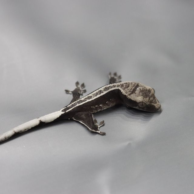 아잔틱