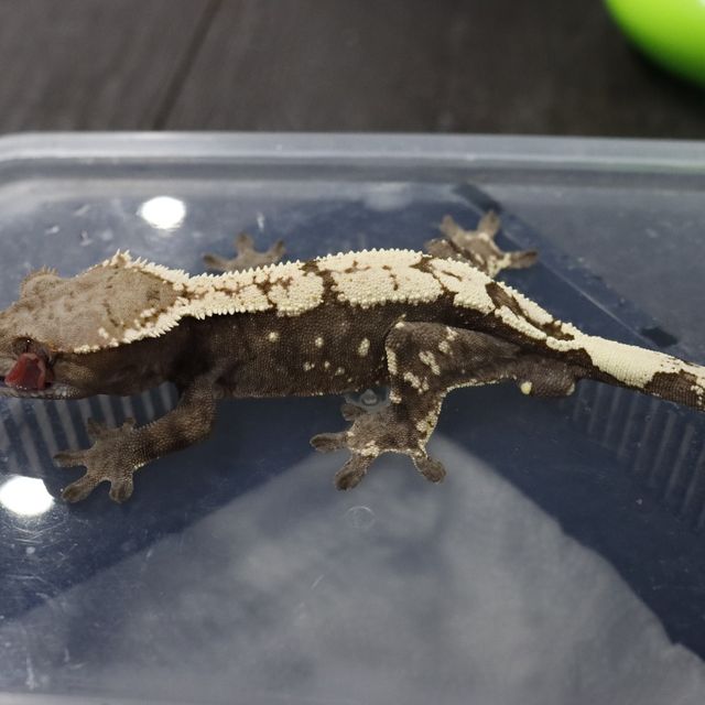 세이블